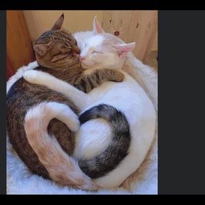 Meet your Posher, Pauline